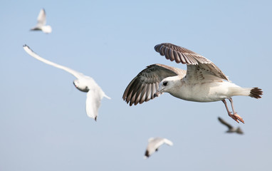 Seagulls are flying flock and look in the water the fish