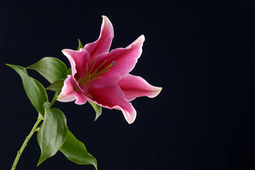 Lily flower on black background