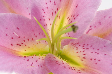 Close up of pink lily