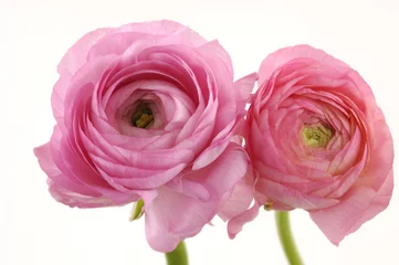 Photo sur Plexiglas Dahlia Pair of pink dahlia