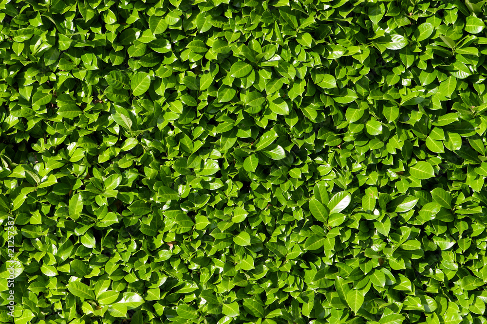 Wall mural laurel leaves, hedge of green laurel bushes