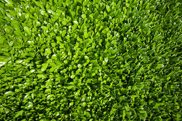 Laurel leaves, hedge of green laurel bushes