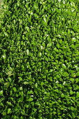 Laurel leaves, hedge of green laurel bushes