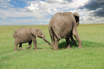 elefanti del National Park Masai Mara © lino beltrame