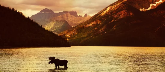 Papier Peint photo Lavable Canada Orignal dans un lac de montagne au coucher du soleil