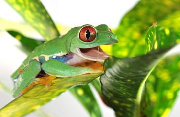red eyed tree frog