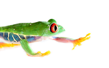 red eyed tree frog