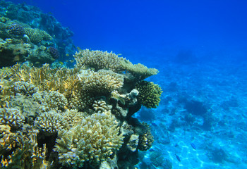 Naklejka na ściany i meble Red sea rafa koralowa