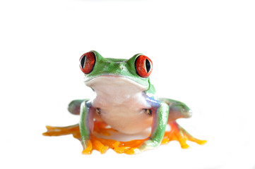 red eyed tree frog - 21258947