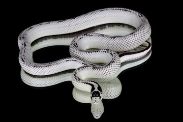 lampropeltis getulus californiae