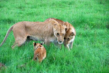 Fototapeta premium Leonesse del Masai Mara Kenya