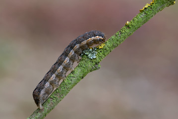 Schwarzes C - Raupe