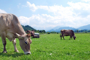 cows on field