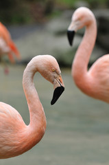 フラミンゴのポートレート
