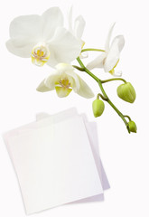 white orchid and note paper for text