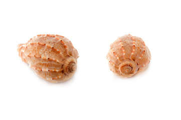 sea shell.