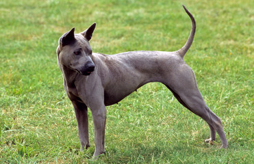 chien thaïlandais à crête de profil © CALLALLOO CANDCY