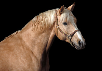 Fototapeta na wymiar Palomino Koń w czerni