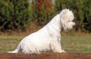 west highland white terrier assis de profil immobile