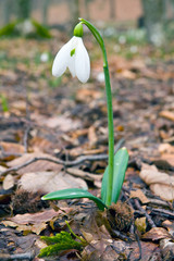 snowdrops flower