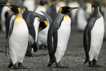 Fotobehang Penguin Guards © Rich Lindie