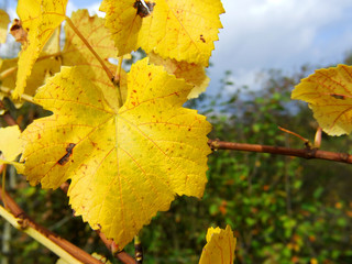 gelbes Weinblatt