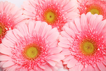 pink flowers © Yuliia Bairachna