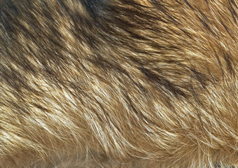 Close up wolf fur texture to background