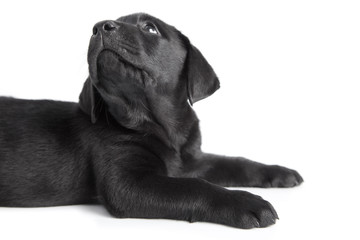 Puppy black dog labrador on white