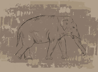 Elephant sketch on grunge background