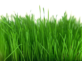 Fototapeta na wymiar grünes gras