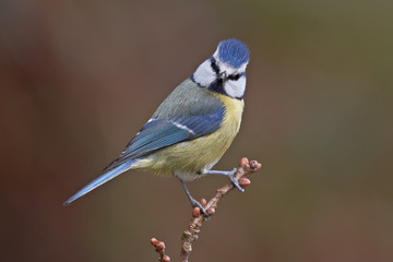 Blue tit, Parus caeruleus.