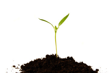 Growing