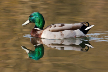 canard colvert oiseau anas platyrhynchos