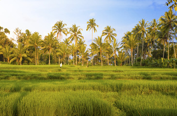 Kind on rice terraces, Bali, Indonesia