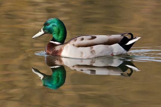 canard colvert oiseau anas platyrhynchos