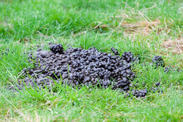 Llama Poop