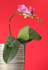Obraz premium Orchidea