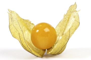 Physalis, isoliert auf weiß