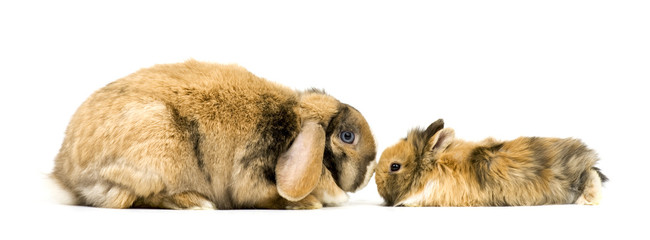 Mama und Baby Kaninchen