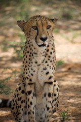 Naklejka na ściany i meble cheetah in Harnas Foundation Namibia