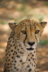 Fototapeta na wymiar cheetah in Harnas Foundation Namibia