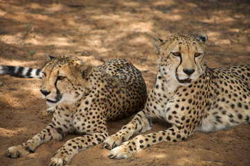 cheetah in Harnas Foundation  Namibia