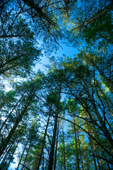 Trees and Sky