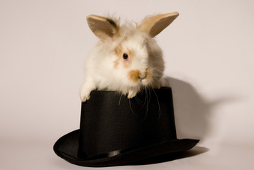 Kaninchen im Hut