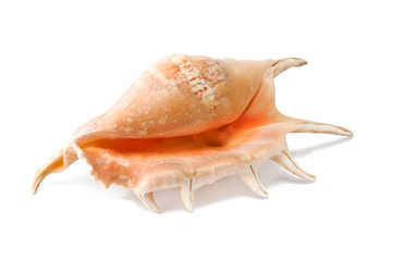 sea shell.