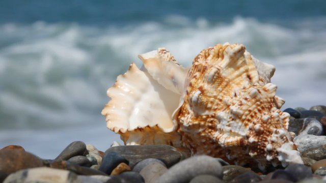 seashell on pebble beach, sea surf in background
