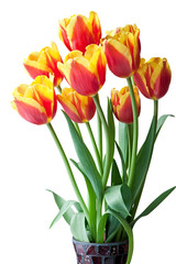 red and yellow tulips.