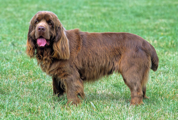 Sussex Spaniel de profil dans l'herbe