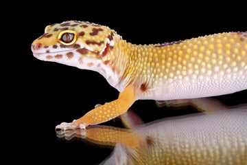 leopard gecko